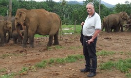 The elephants at Pinnawala, on the way to Kandy.